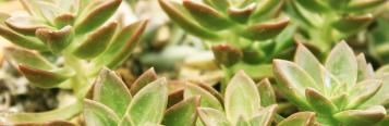 Echeveria