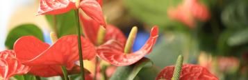 Flamingoblume (Anthurie)