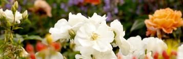 Frühjahrskur für Rosen