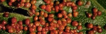 Gall- und Pockenmilben