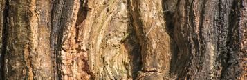 Holz- und Rindenkrankheiten