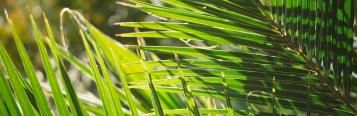 Kentia-Palme