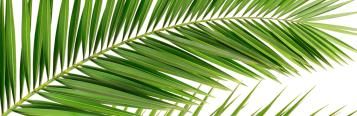 Kokospalme