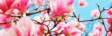 Magnolie