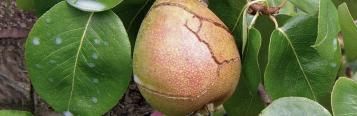 Mangelsymptome, Witterungseinflüsse u. Ä. an Obst