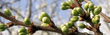 Obstbaumspinnmilbe frühzeitig bekämpfen
