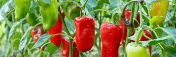 Image for Paprika pflanzen, pflegen und überwintern