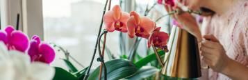 Orchideen gießen