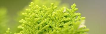 Probleme mit Thuja