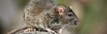 Ratten bekämpfen