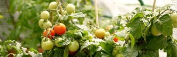 Regenschutz für Tomaten