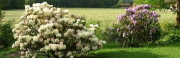 Rhododendron