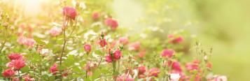 Rosenpflege