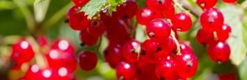Rote Johannisbeere