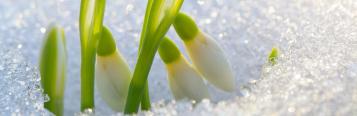 Garten im Winter