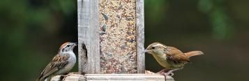 Vogelfuttern selber machen