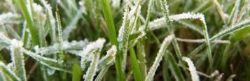 Rasenpflege in Herbst und Winter