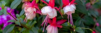 Image for Die schönsten Fuchsienarten pflanzen und pflegen