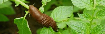 Nacktschnecke auf Gemüse
