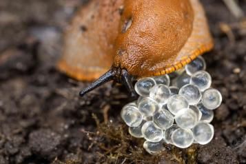 Nacktschnecke mit Eier