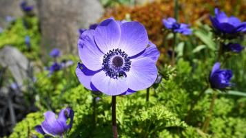 Anemonenblume Blüte blau