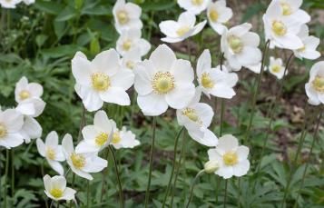 weiße Anemonenblumen im Beet 