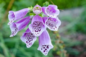 lila Fingerhut Nahaufnahme der Blüten