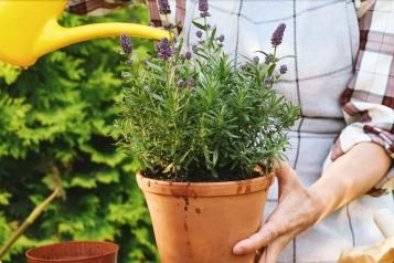 Lavendel im Topf gießen