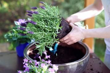 Lavendel umtopfen