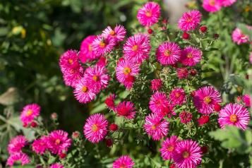 New England Aster pink