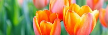 orange Tulpenblüten
