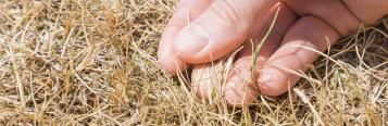 Hand hält vertrockneten Halm in verbranntem Rasen