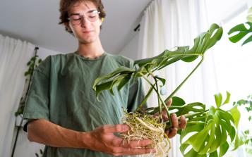 Junger Mann zeigt gesunde Wurzeln bei Monstera