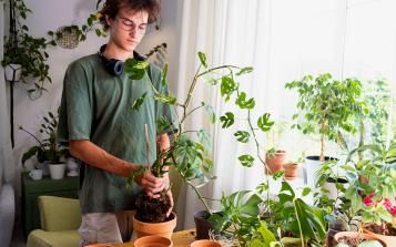 Junger Mann lockert Monstera aus dem Topf, um Wurzeln zu sehen