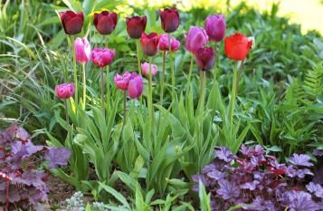 Tulpen im Garten