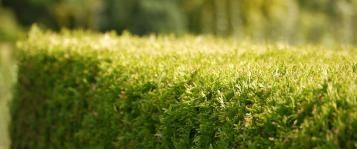 Trockenschaden an Thuja
