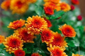 Image for Chrysanthème : origine, culture et variétés