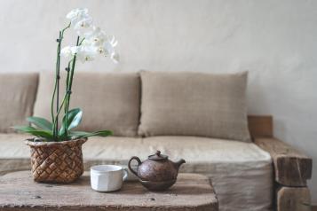 Image for Orchidea