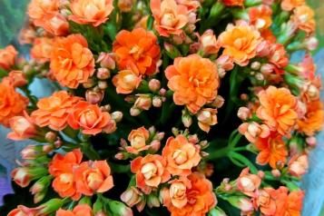 Kalanchoe – żyworódka