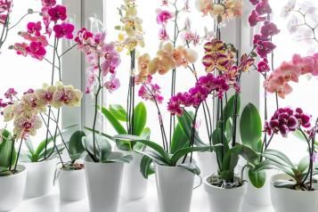 Rząd kolorowych storczyków phalaenopsis w białych doniczkach ustawionych na jasnym parapecie okiennym