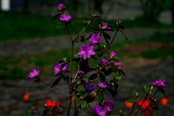 Młody kwitnący rododendron