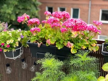 Intensywnie różowa pelargonia w czarnej donicy zawieszonej na balustradzie balkonu