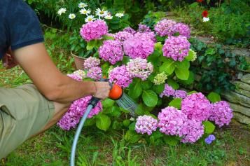 Podlewanie różowych kwiatostanów hortensji ogrodowej za pomocą węża z prysznicem