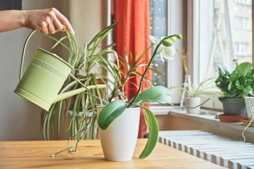 Podlewanie storczyka phalaenopsis w białej doniczce za pomocą metalowej konewki