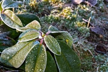 Przemarzające pąki rododendronów