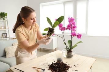 Kobieta przesadzająca różowy storczyk phalaenopsis do nowej doniczki z korą sosnową