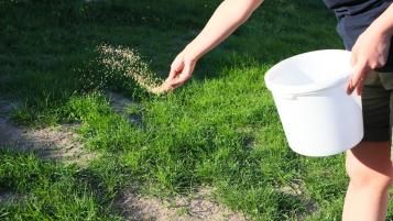 Osoba ręcznie rozsiewająca nasiona trawy z wiadra na przerzedzony trawnik