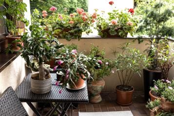 Zestaw różnych roślin doniczkowych, w tym pelargonii i drzewka bonsai, na zacienionym balkonie