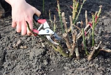 Przycinanie różanego krzewu sekatorem nisko przy ziemi wczesną wiosną