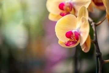 Zbliżenie żółto-różowego kwiatu storczyka phalaenopsis z charakterystycznym wzorem na płatkach